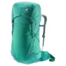Fern / alpinegreen