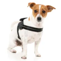 Fuzzyard Blackout Hundegeschirr Fuzzyard Blackout Hundegeschirr