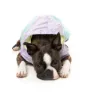Fuzzyard Ormond Hunde Regenmantel