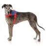 Fuzzyard Patriot Hundegeschirr