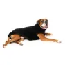 Fuzzyard Turtle Teddy Hundejacke