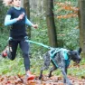 I-dog Canicross Canyon Alm Hundegeschirr, Blue, One Size