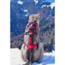 I-dog Confort Trek Hundegeschirr