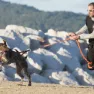 I-dog Harnais Canicross Hundegeschirr