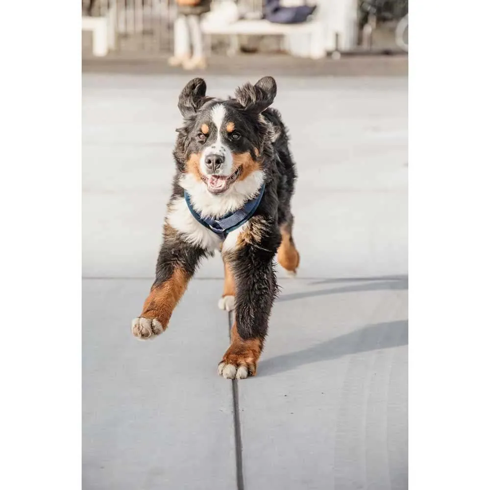Kentucky Active Velvet Hundegeschirr Kentucky Active Velvet Hundegeschirr
