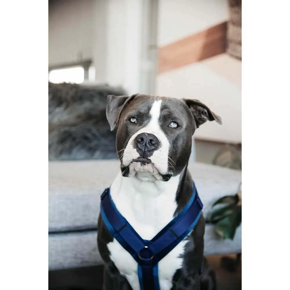 Kentucky Active Velvet Hundegeschirr Kentucky Active Velvet Hundegeschirr