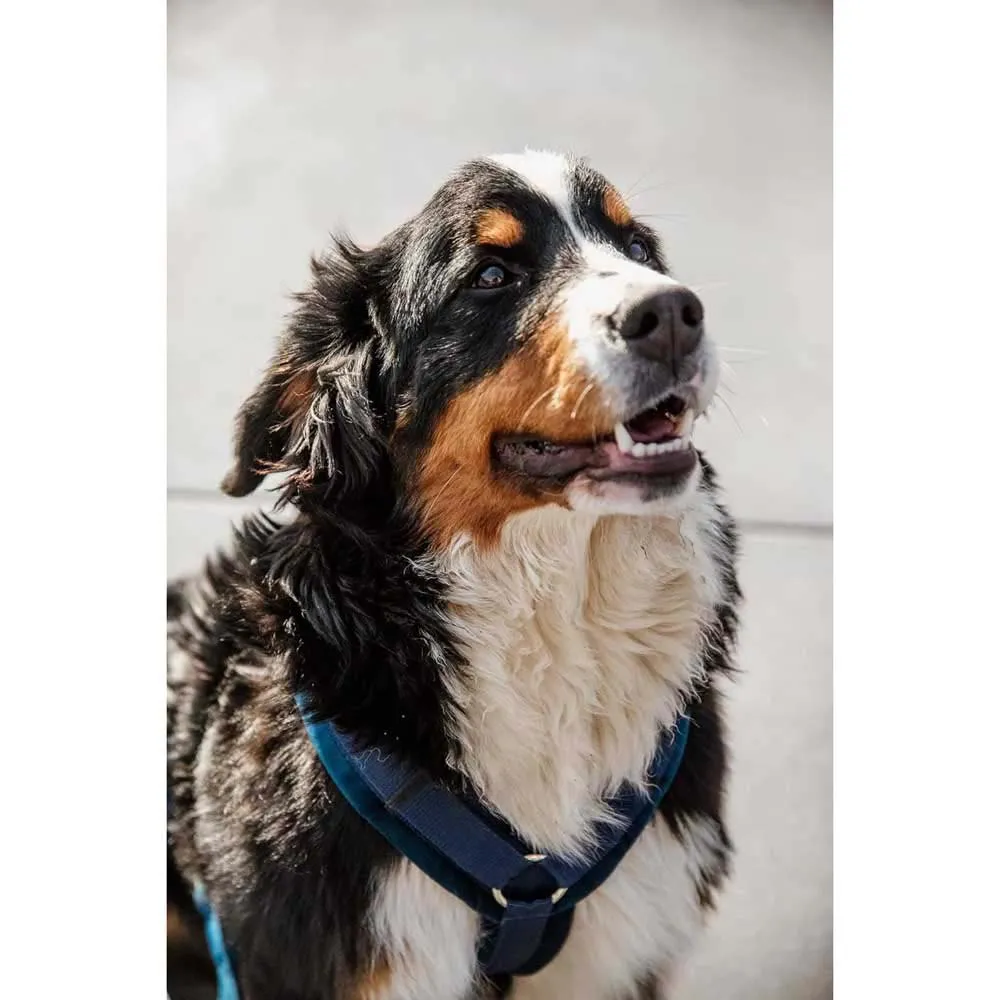 Kentucky Active Velvet Hundegeschirr Kentucky Active Velvet Hundegeschirr