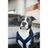 Kentucky Active Velvet Hundegeschirr