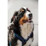 Kentucky Active Velvet Hundegeschirr