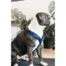 Kentucky Active Velvet Hundegeschirr