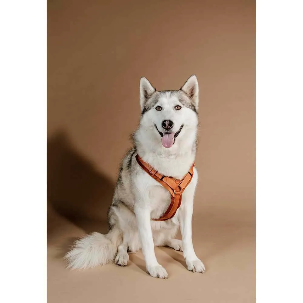Kentucky Active Velvet Hundegeschirr