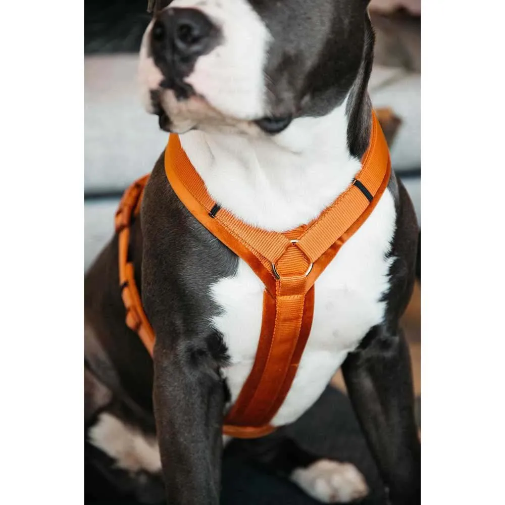 Kentucky Active Velvet Hundegeschirr