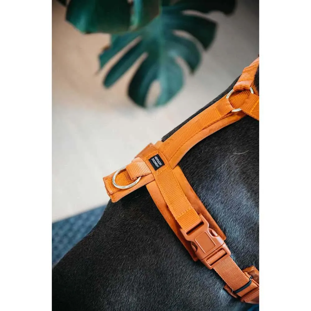 Kentucky Active Velvet Hundegeschirr
