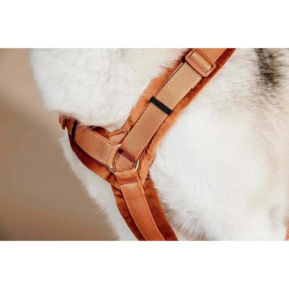 Kentucky Active Velvet Hundegeschirr