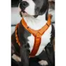 Kentucky Active Velvet Hundegeschirr