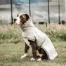 Kentucky Hunderegen Hundepullover