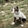 Kentucky Hunderegen Hundepullover