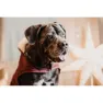 Kentucky Original Hundejacke