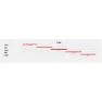 Megamo Silk 10 Apex 2025 Gravelbike