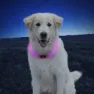 Nite Ize Nitehowl Mini Led Hundehalsband, Multicolor, One Size