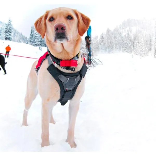 Ruffwear Brustschutz Für Hundegeschirre, Twilight gray, L/XL Ruffwear Brustschutz Für Hundegeschirre, Twilight gray, L/XL