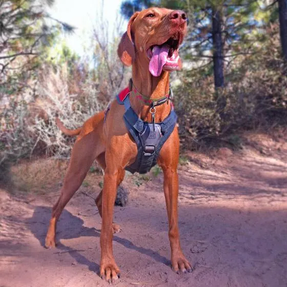 Ruffwear Brustschutz Für Hundegeschirre, Twilight gray, L/XL Ruffwear Brustschutz Für Hundegeschirre, Twilight gray, L/XL