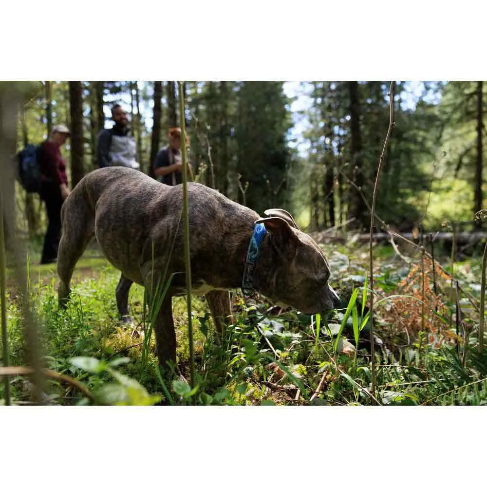 Ruffwear Crag™ Hundehalsband