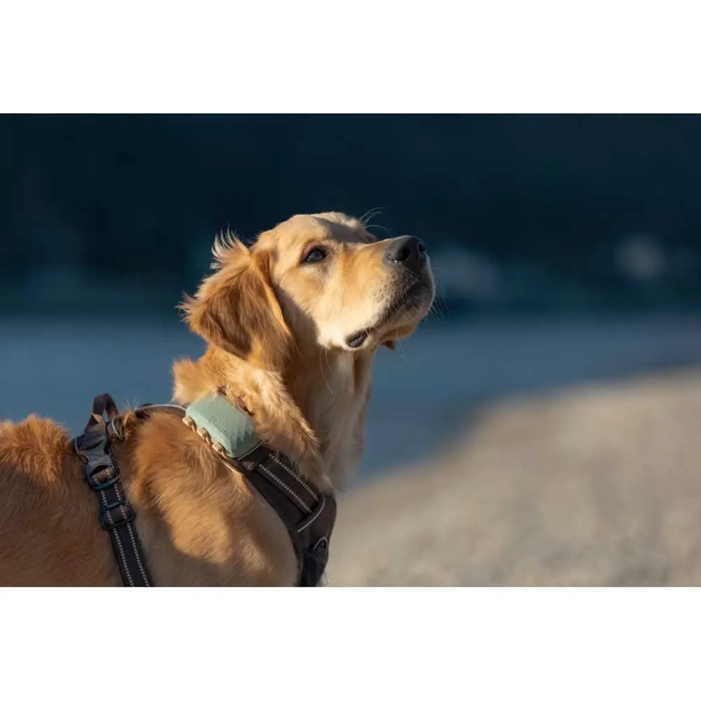 Tractive Dog Xl Gps-lokalisierer, Green, One Size Tractive Dog Xl Gps-lokalisierer, Green, One Size