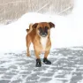 Trixie Walker Active Hundeschuhe
